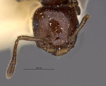 Media type: image;   Entomology 25521 Aspect: head frontal view